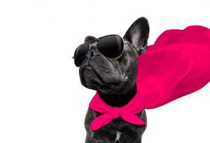 dog-with-sunglasses-and-super-hero-cape
